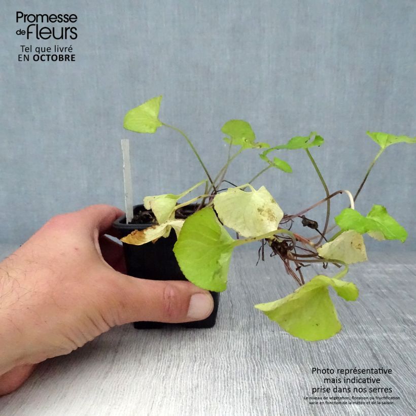 Esemplare di Viola mammola Mrs Pinehurst Vasetto da 8/9 cm come consegnato in autunno