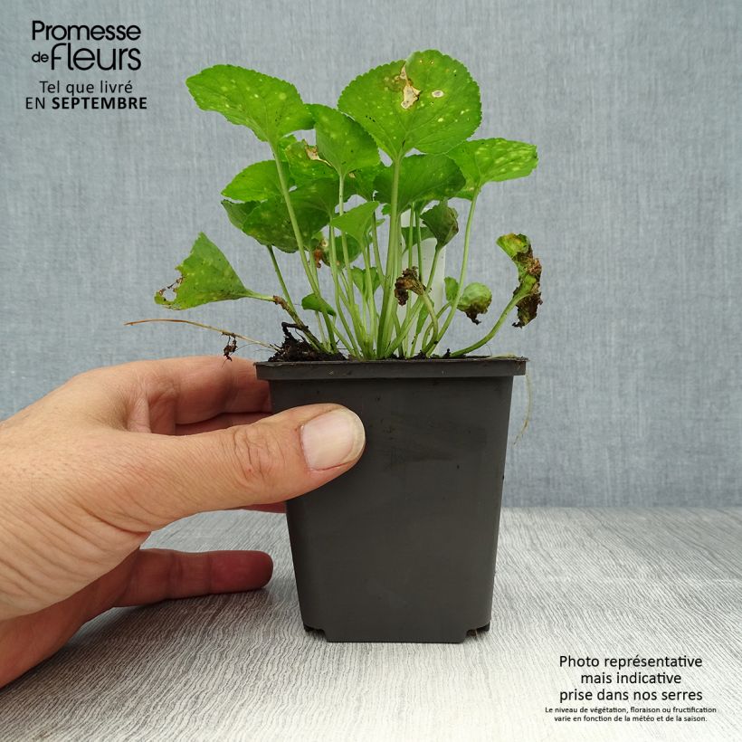 Esemplare di Viola mammola Vanilla Vasetto da 8/9 cm come consegnato in autunno