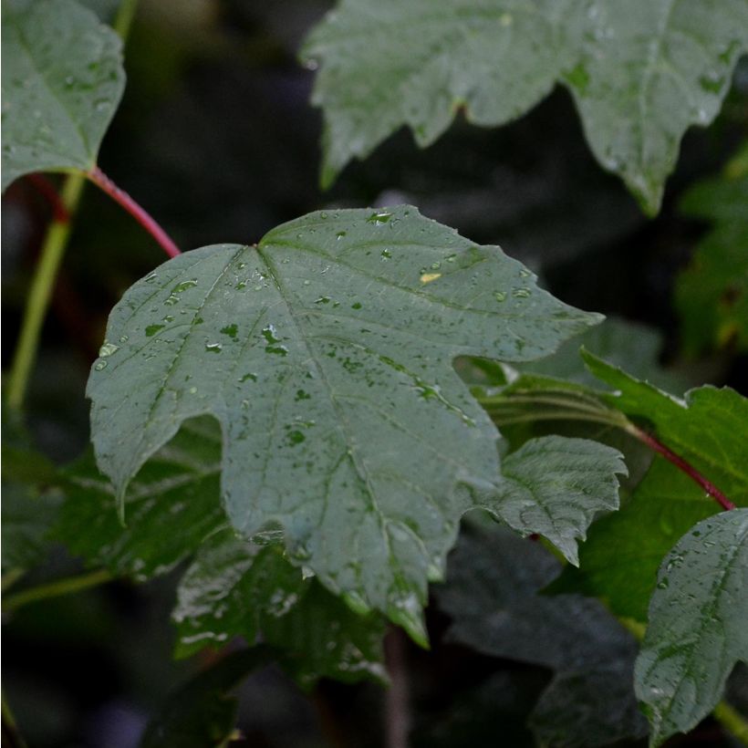 Viburnum opulus - Oppio (Fogliame)