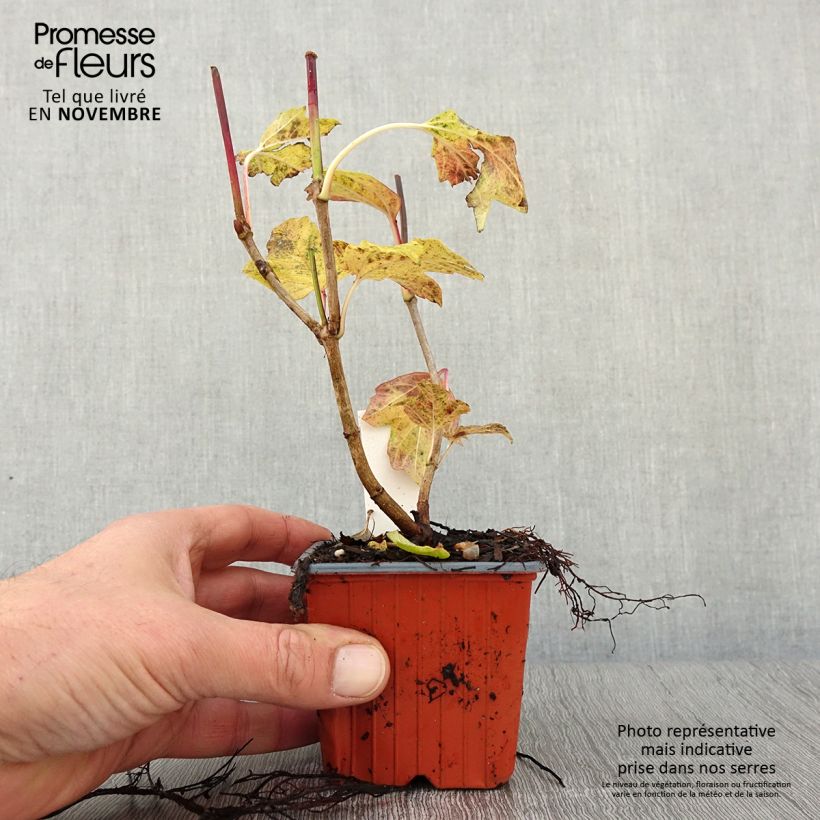 Esemplare di Viburnum opulus Roseum - Oppio Vasetto da 8/9 cm come consegnato in autunno