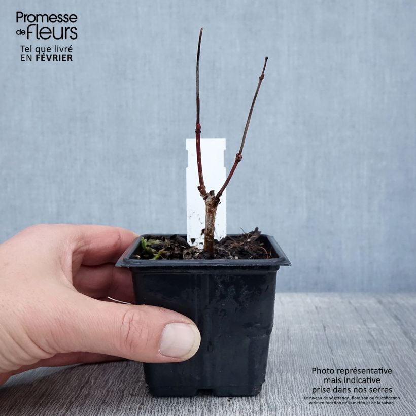 Viburnum opulus Roseum - Oppio Vasetto da 8/9 cm esemplare consegnato in inverno