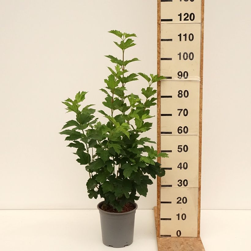 Esemplare di Viburnum opulus Roseum - Oppio Vaso da 7,5L/10L consegnato in estate