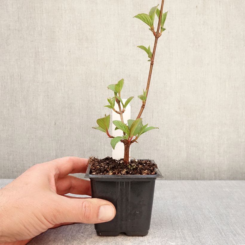 Viburnum bodnantense Charles Lamont Vasetto da 8/9 cm esemplare consegnato in primavera