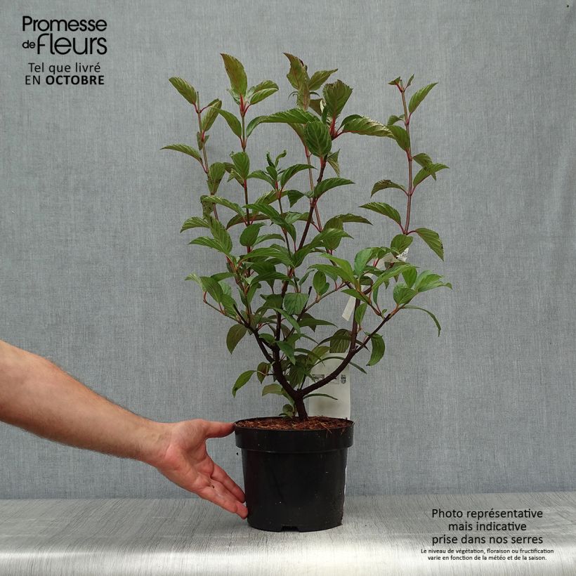 Esemplare di Viburnum bodnantense Charles Lamont Vaso da 3L/4L come consegnato in autunno
