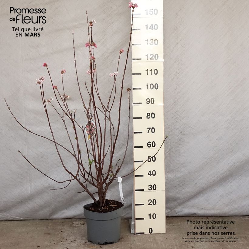 Viburnum bodnantense Dawn Vaso da 7,5L/10L esemplare consegnato in primavera