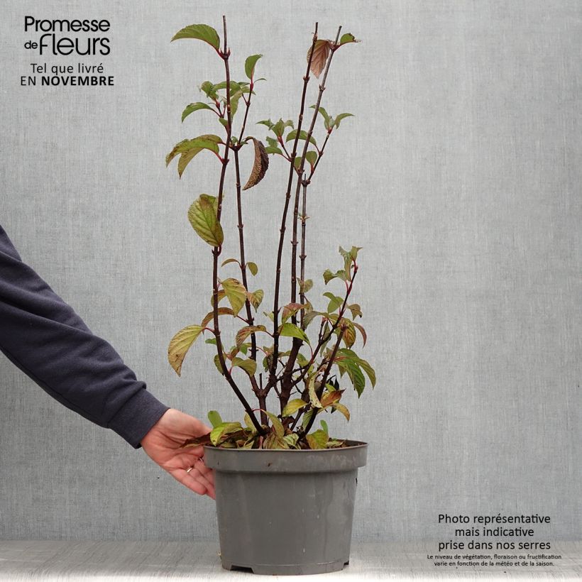 Esemplare di Viburnum bodnantense Dawn Vaso da 6L/7L come consegnato in autunno