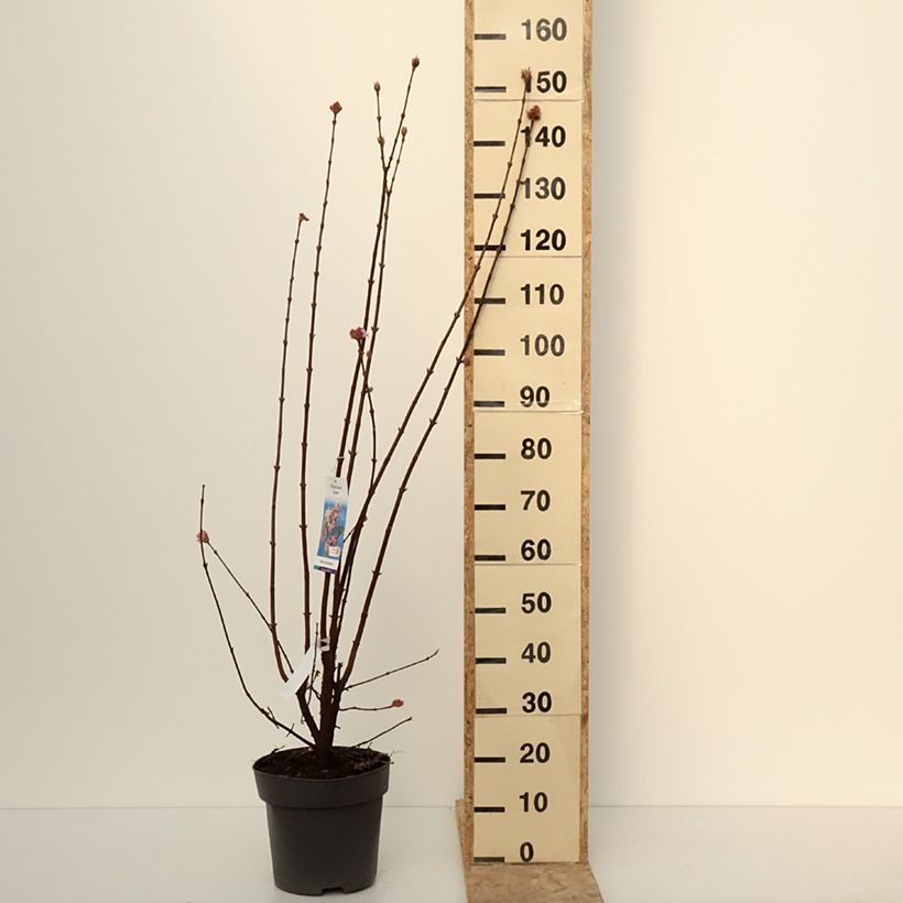 Viburnum bodnantense Dawn Vaso da 7,5L/10L esemplare consegnato in inverno