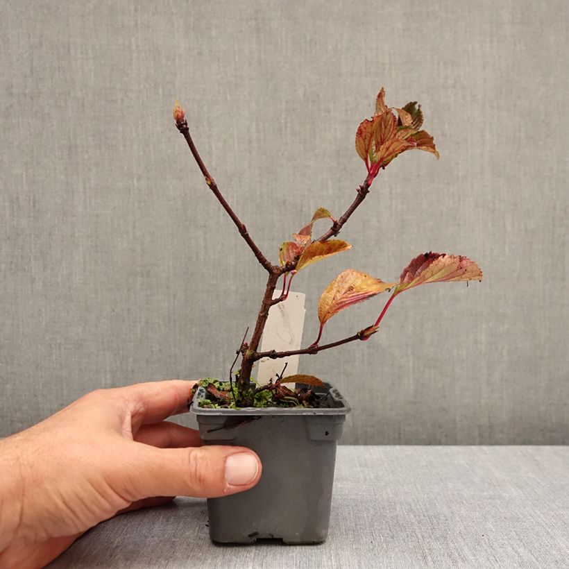 Esemplare di Viburnum farreri Vasetto da 8/9 cm come consegnato in autunno