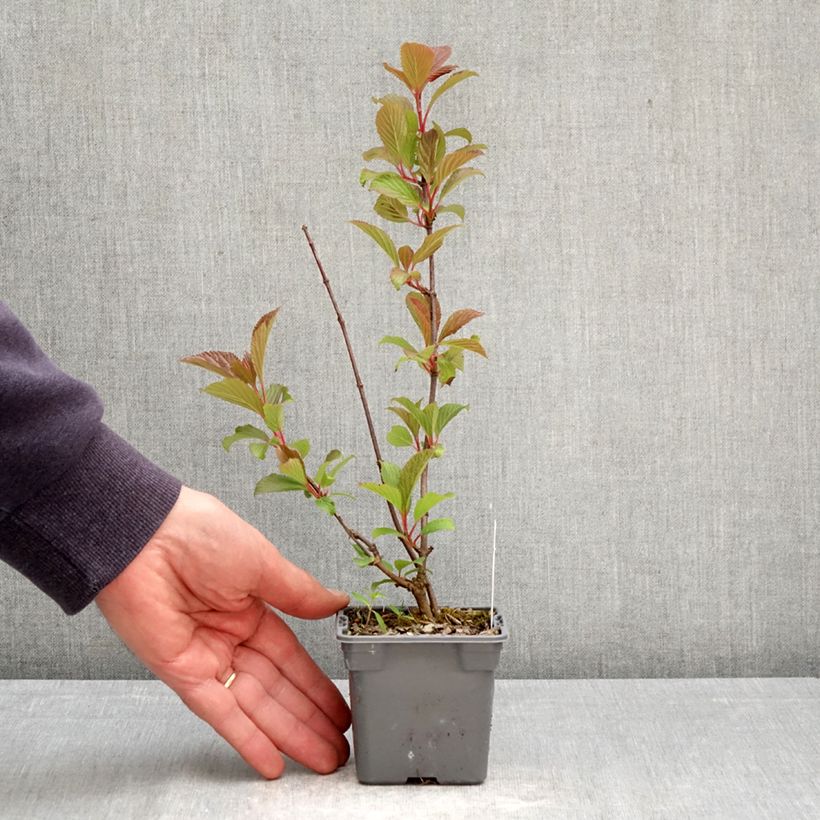 Viburnum farreri Vasetto da 8/9 cm esemplare consegnato in primavera