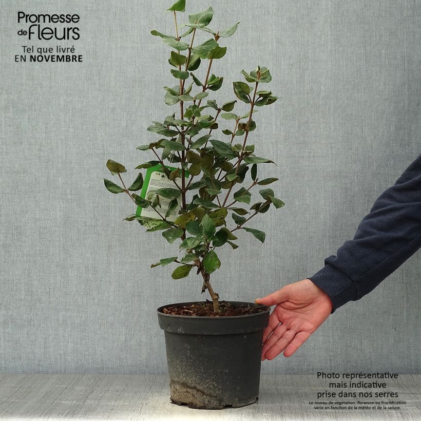 Esemplare di Viburnum burkwoodii Ann Russell Vaso da 3L/4L come consegnato in autunno