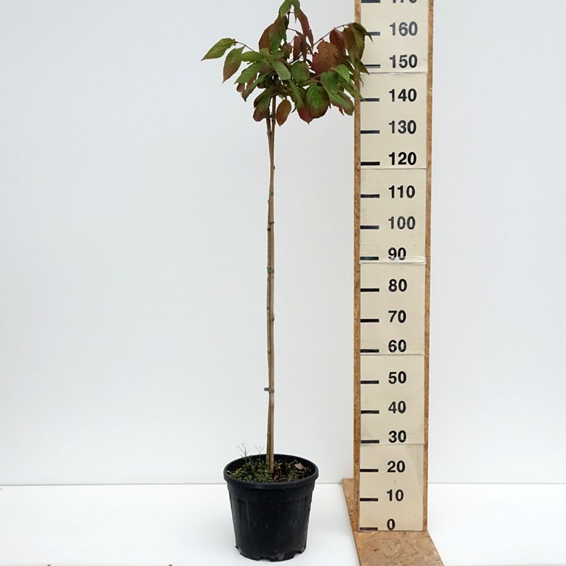 Esemplare di Viburnum plicatum Cascade Vaso da 12L/15L consegnato in estate