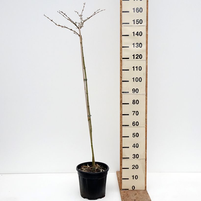 Viburnum plicatum Cascade Vaso da 12L/15L, Vaso impalcato esemplare consegnato in inverno