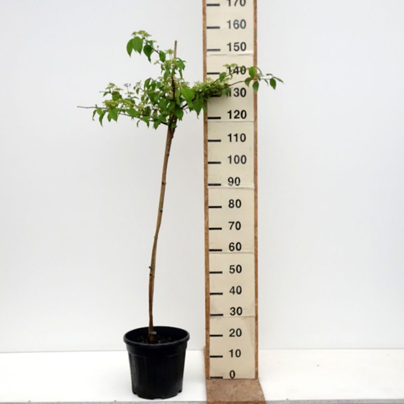 Viburnum plicatum Cascade Vaso da 12L/15L, Vaso impalcato esemplare consegnato in primavera