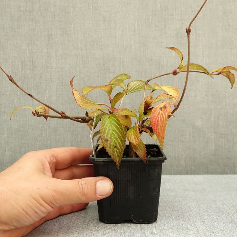 Esemplare di Viburnum plicatum Kilimanjaro Sunrise Vasetto da 8/9 cm come consegnato in autunno