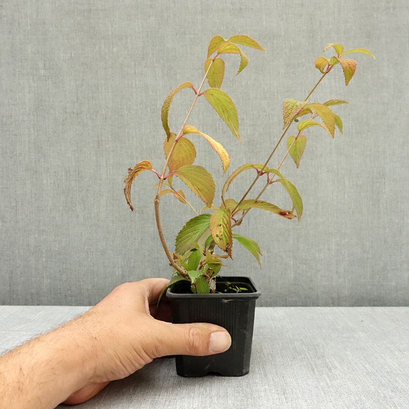 Esemplare di Viburnum plicatum Kilimanjaro Sunrise Vasetto da 8/9 cm consegnato in estate