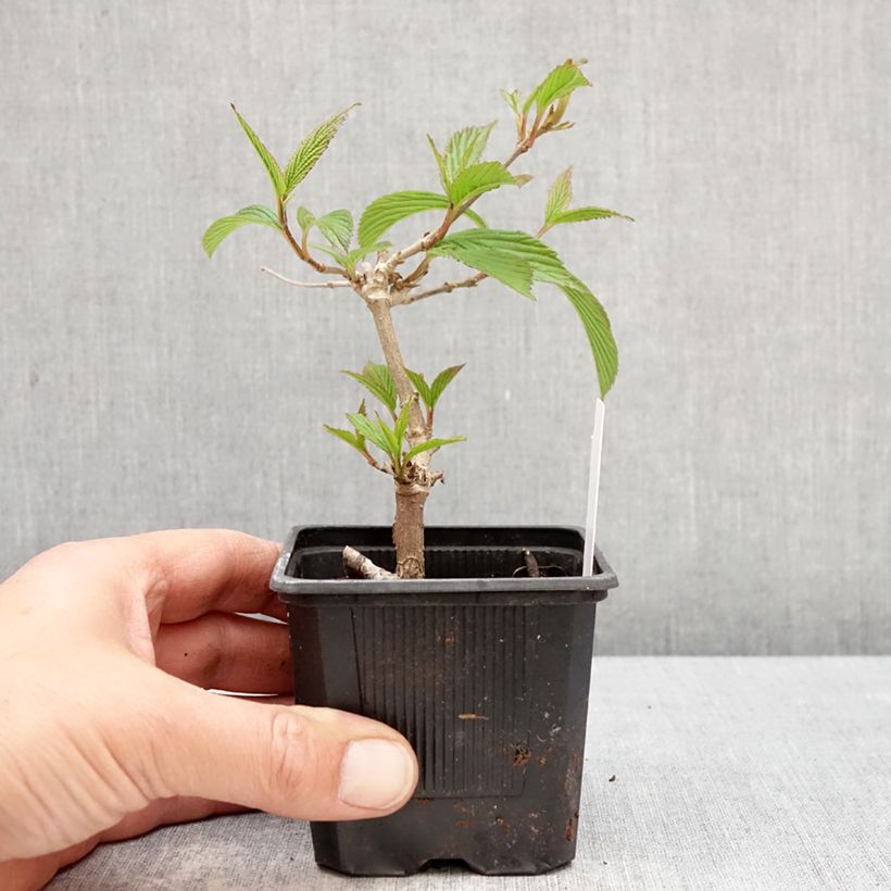 Viburnum plicatum Kilimanjaro Sunrise Vasetto da 8/9 cm esemplare consegnato in primavera