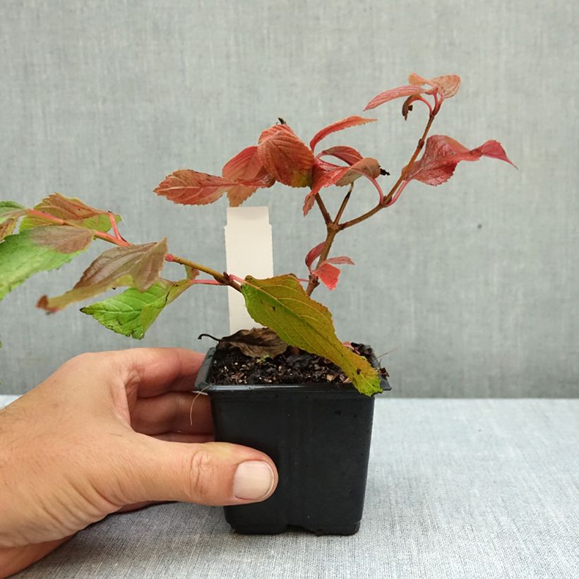 Esemplare di Viburnum plicatum Mariesii Vasetto da 8/9 cm come consegnato in autunno
