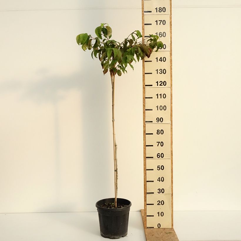 Esemplare di Viburnum plicatum Mariesii Vaso da 12L/15L consegnato in estate