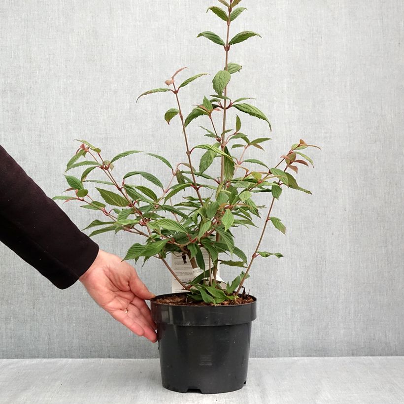 Esemplare di Viburnum plicatum Molly Schroeder Vaso da 2L/3L come consegnato in autunno