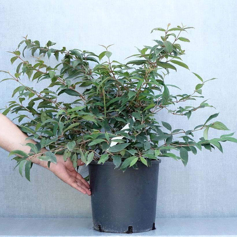 Esemplare di Viburnum plicatum Molly Schroeder Vaso da 7,5L/10L consegnato in estate