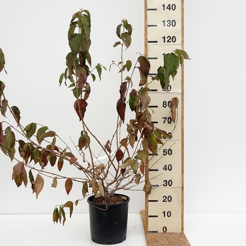 Esemplare di Viburnum plicatum Shasta Vaso da 12L/15L come consegnato in autunno