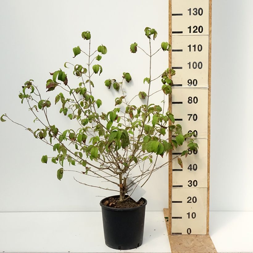 Esemplare di Viburnum plicatum Shasta Vaso da 12L/15L consegnato in estate