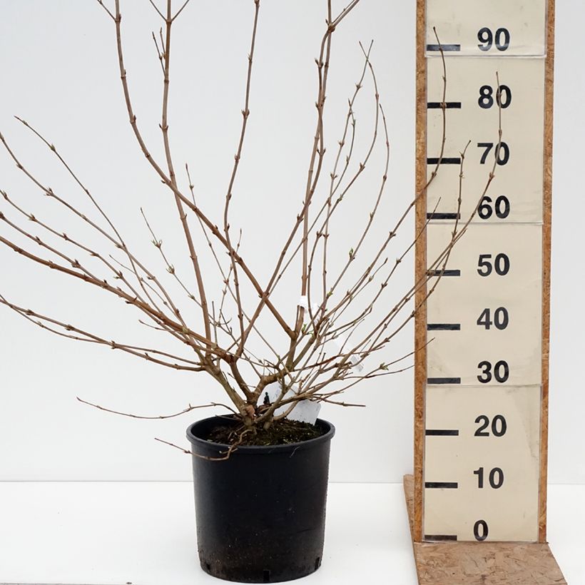 Viburnum plicatum Shasta Vaso da 12L/15L esemplare consegnato in inverno