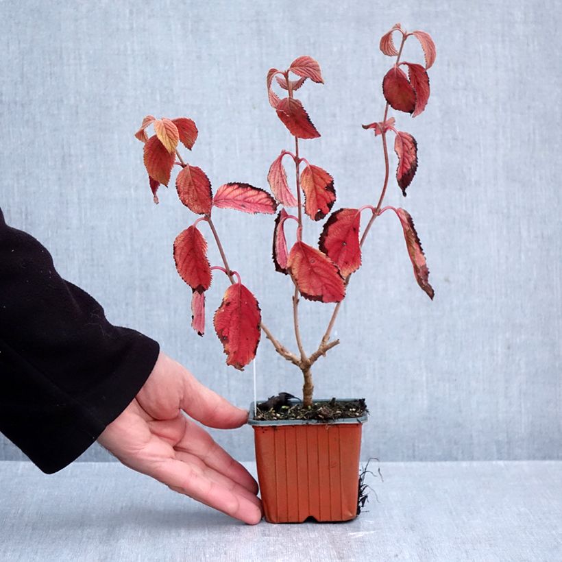 Esemplare di Viburnum plicatum Tomentosum Vasetto da 8/9 cm come consegnato in autunno