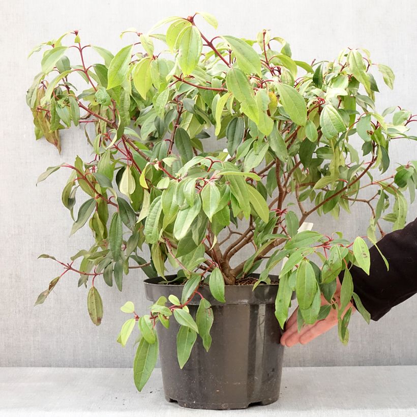 Viburnum davidii Angustifolium Vaso da 7,5L/10L esemplare consegnato in inverno