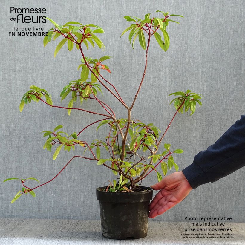 Esemplare di Viburnum davidii Angustifolium Vaso da 3L/4L come consegnato in autunno