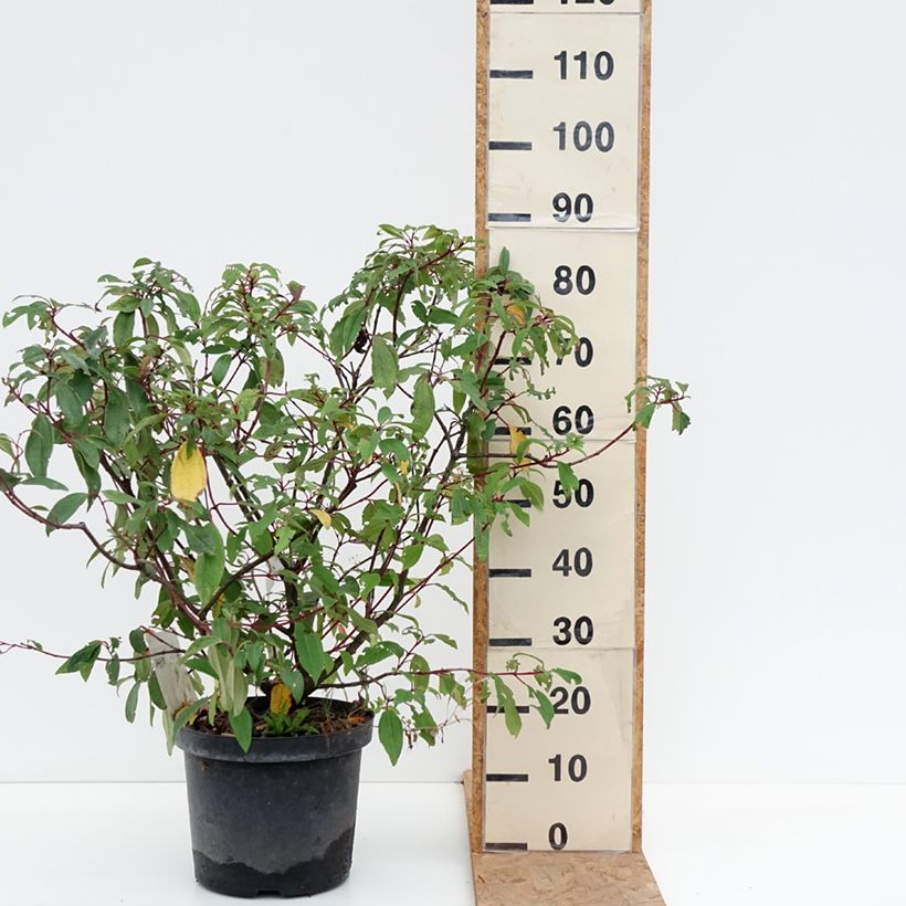 Esemplare di Viburnum davidii Angustifolium Vaso da 7,5L/10L come consegnato in autunno