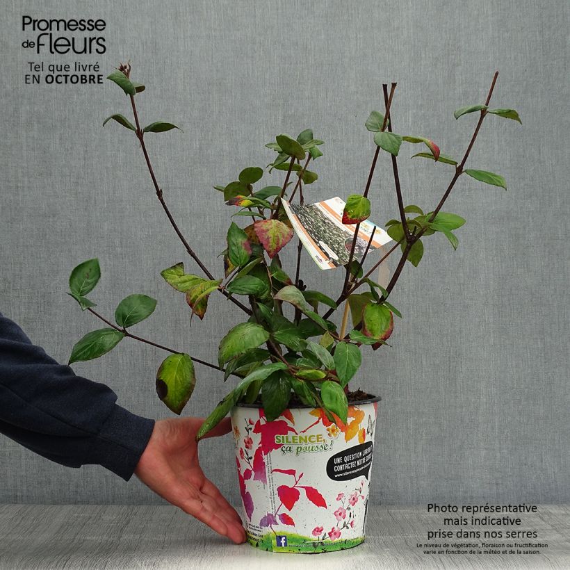 Esemplare di Viburnum burkwoodii Mohawk Vaso da 4L/5L come consegnato in autunno