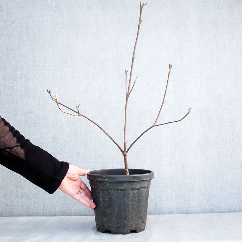 Viburnum furcatum Vaso da 6L/7L esemplare consegnato in inverno