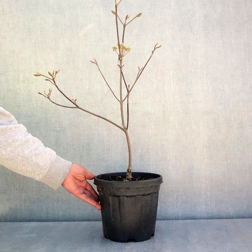Viburnum furcatum Vaso da 6L/7L esemplare consegnato in primavera