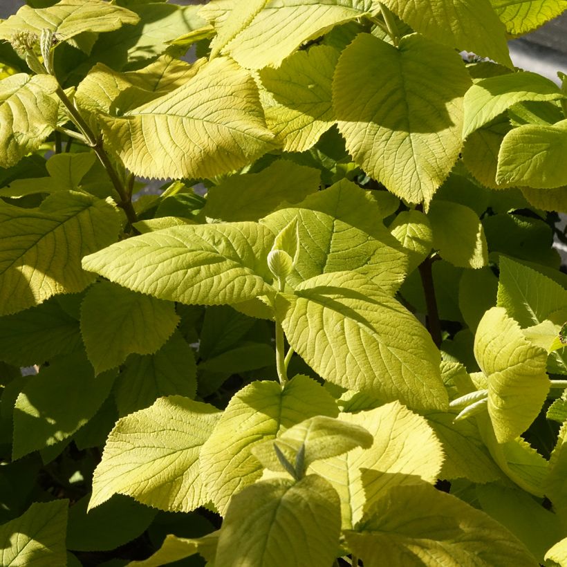 Viburnum lantana Aureum (Fogliame)