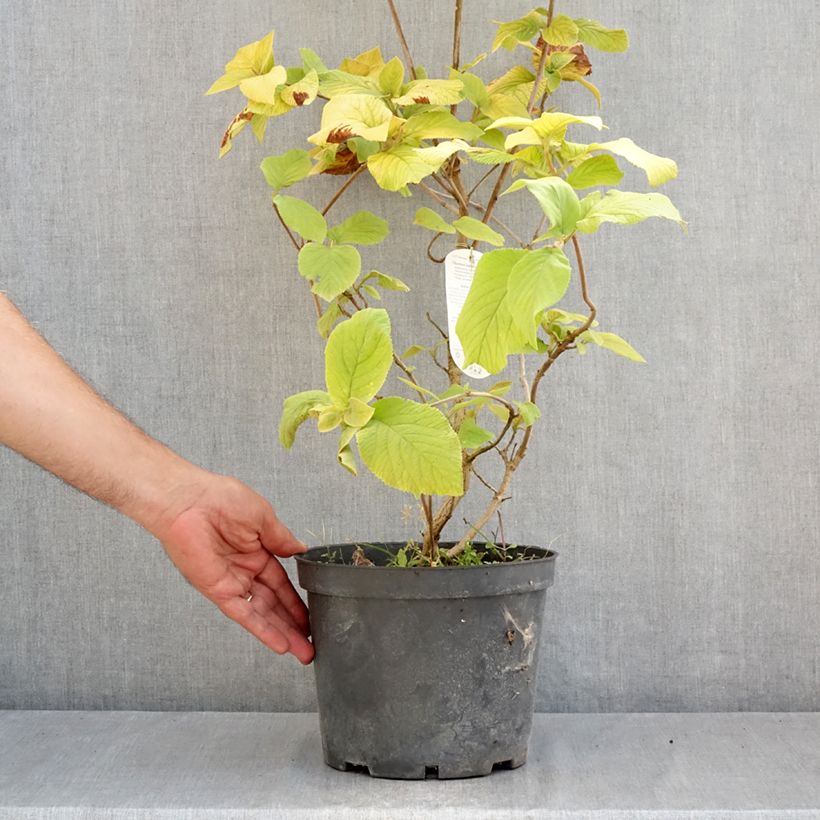Esemplare di Viburnum lantana Aureum Vaso da 4L/5L consegnato in estate