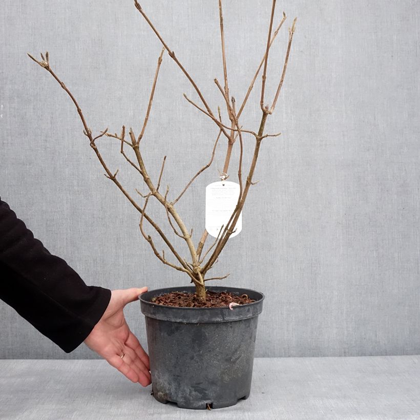 Viburnum lantana Aureum Vaso da 4L/5L esemplare consegnato in inverno