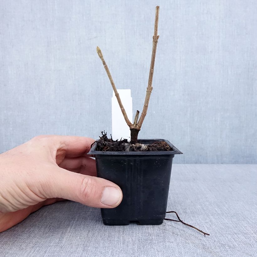 Viburnum lantana Vasetto da 8/9 cm esemplare consegnato in inverno