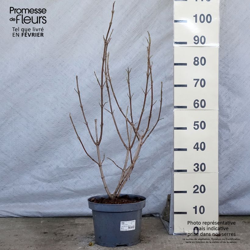 Viburnum lantana Vaso da 4L/5L esemplare consegnato in inverno