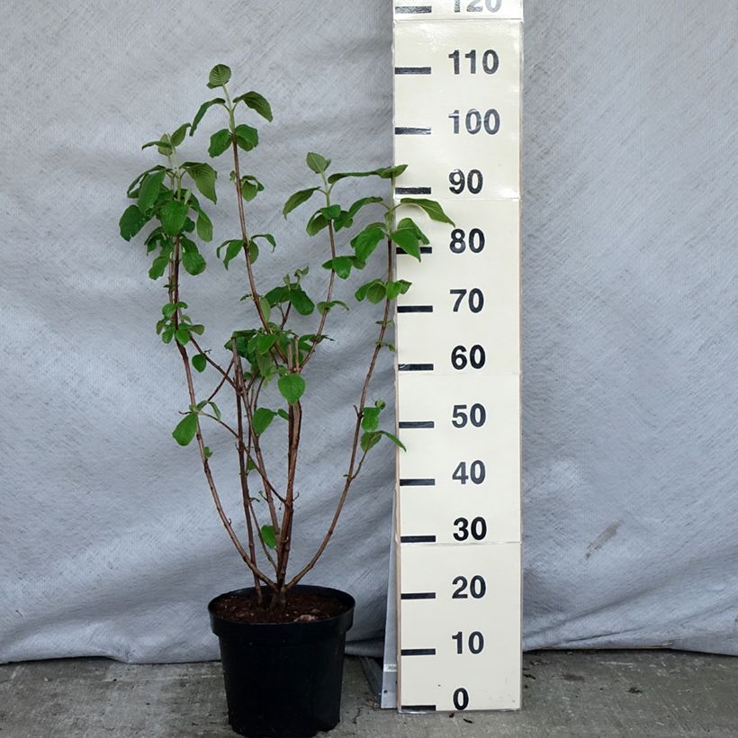 Viburnum lantana Vaso da 4L/5L esemplare consegnato in primavera