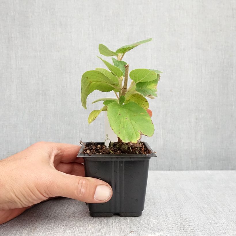 Esemplare di Viburnum lantana Vasetto da 8/9 cm come consegnato in autunno