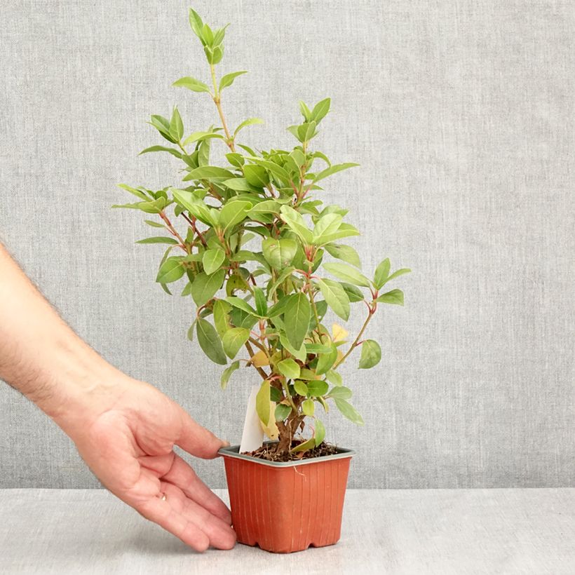 Esemplare di Viburnum tinus Vasetto da 8/9 cm consegnato in estate