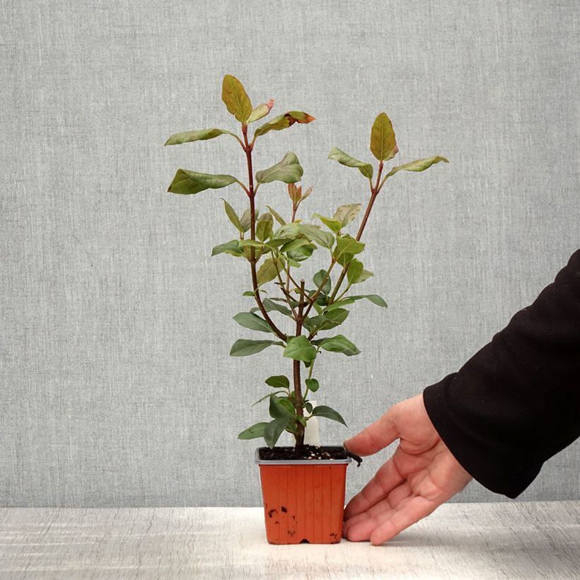 Viburnum tinus Gwenllian Vasetto da 8/9 cm esemplare consegnato in primavera