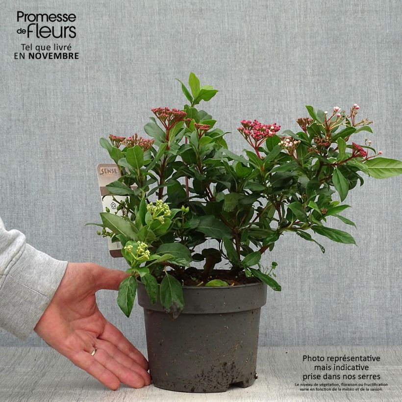 Esemplare di Viburnum tinus Gwenllian Vaso da 2L/3L come consegnato in autunno