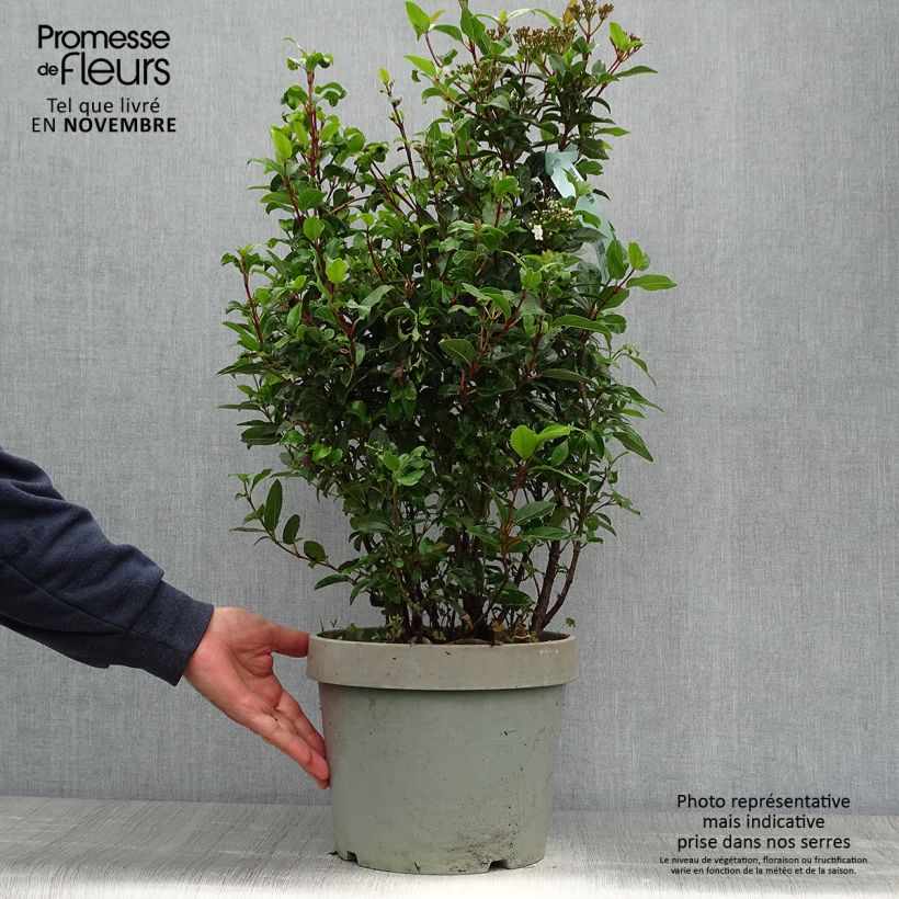 Esemplare di Viburnum tinus Spirit Vaso da 7,5L/10L come consegnato in autunno