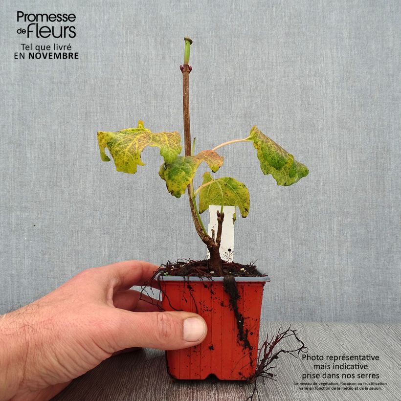 Esemplare di Viburnum opulus Compactum - Oppio Vasetto da 8/9 cm come consegnato in autunno