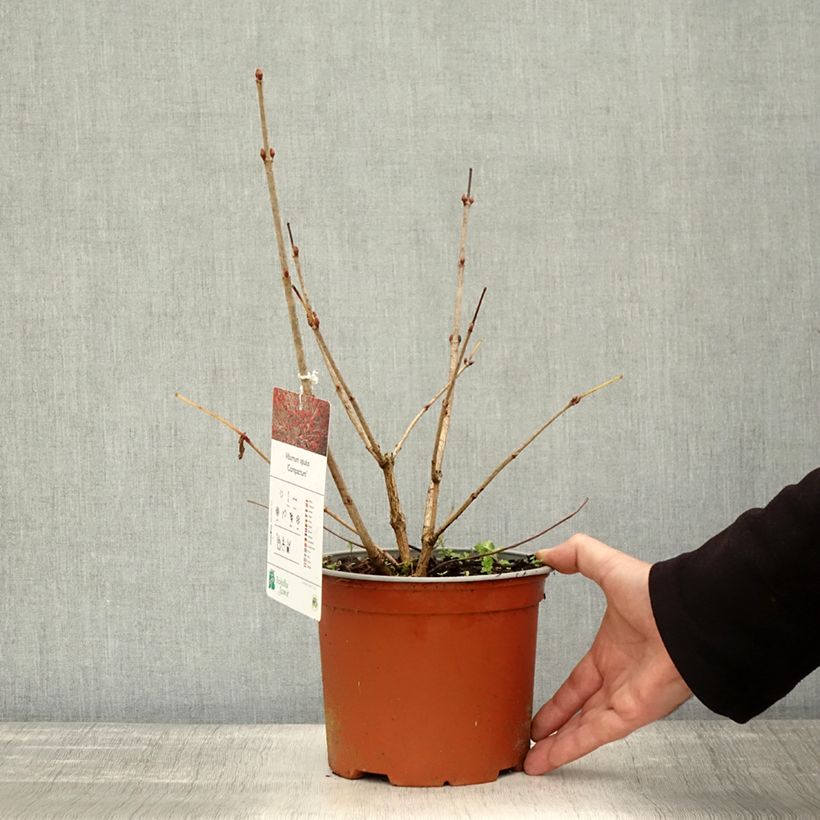 Esemplare di Viburnum opulus Compactum - Oppio Vaso da 3L/4L come consegnato in autunno