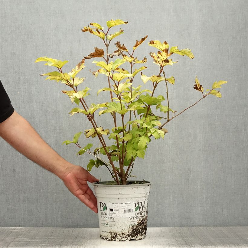 Esemplare di Viburnum opulus Oh Canada - Oppio Vaso da 4L/5L consegnato in estate