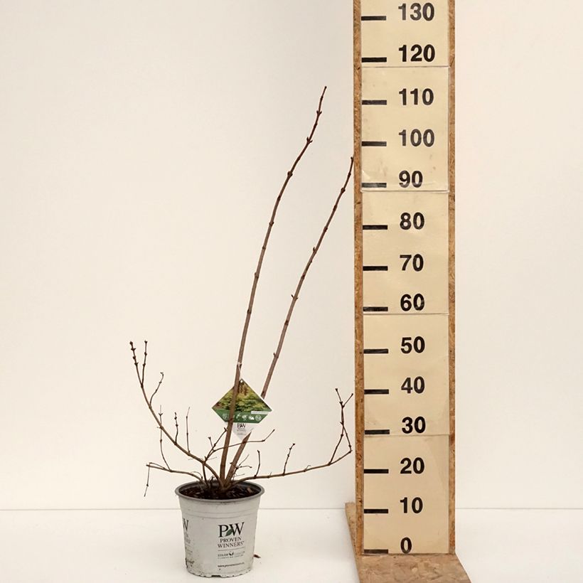 Viburnum opulus Oh Canada - Oppio Vaso da 4L/5L esemplare consegnato in inverno