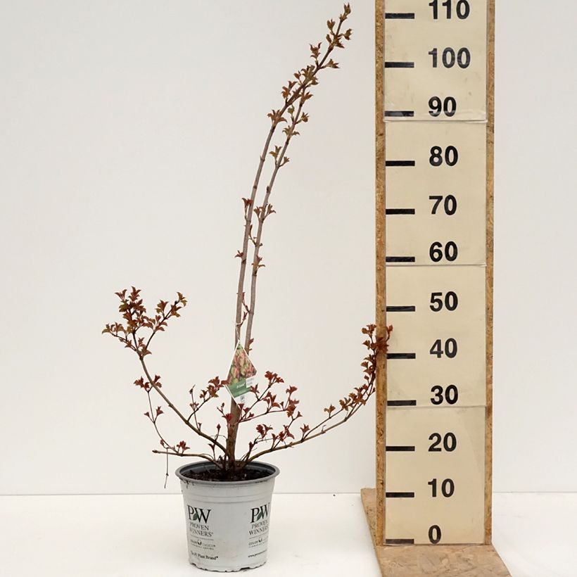 Viburnum opulus Oh Canada - Oppio Vaso da 4L/5L esemplare consegnato in primavera